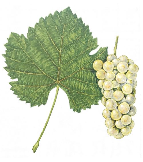 Pinot blanc 2024 D.S.C. - Image 4