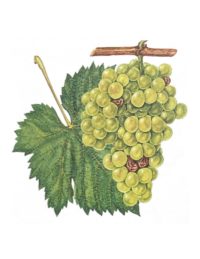 Fehérboraink