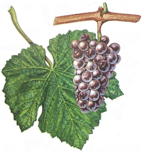 Szürkebarát 2022 - Image 4