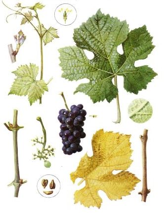 Szürkebarát 2022 - Image 3