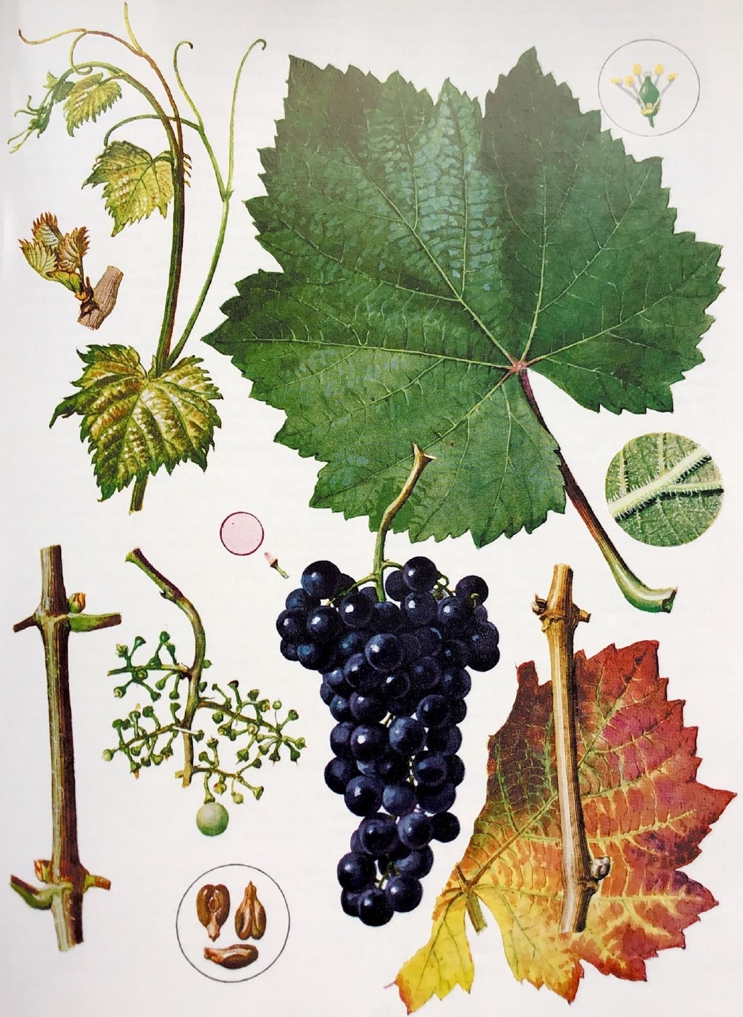 Kékfrankos 2024 D.S.C. - Image 3